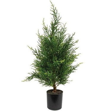 Potted McKinley Cedar Tree, 2Ft - The Fox Decor
